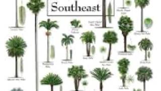 Palm Tree care Tips  facts deficiencies history [upl. by Laubin]