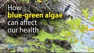 How bluegreen algae can affect our health [upl. by Sidell]