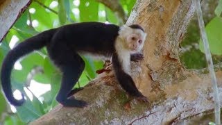 Capuchin Monkeys  Wild Caribbean  BBC Earth [upl. by Azarria]