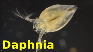 Daphnia [upl. by Bascomb]