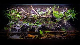 The ULTIMATE FireBellied Toad Paludarium [upl. by Allista]