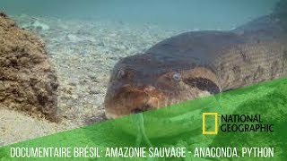 DOCUMENTAIRE BRÉSIL AMAZONIE SAUVAGE  ANACONDA PYTHON [upl. by Rivy]