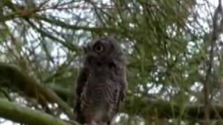 Western Screech Owl [upl. by Nelad793]