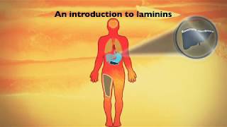 An introduction to laminin cell culture substrates [upl. by Kadner]