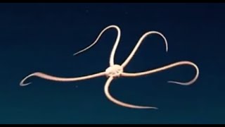 Facts The Brittle Star [upl. by Udale]