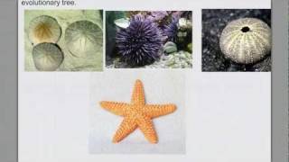 Invertebrate Diversity pt 4 Echinoderms amp Intro Chordates [upl. by Dlanor]