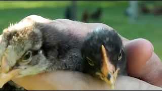 How to tell hens from roosters with 3 week old chicks [upl. by Roobbie993]