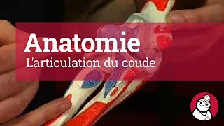 Anatomie Larticulation du coude [upl. by Nylatsirhc]