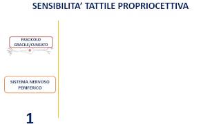 21 Vie ascendenti [upl. by Rothmuller185]