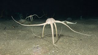 Brittle Stars  Fascinating facts about the unusual echinoderm that flees from light [upl. by Nocaed]