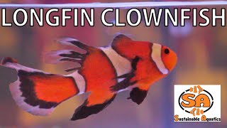 Longfin Clownfish from Sustainable Aquatics [upl. by Atinuhs]