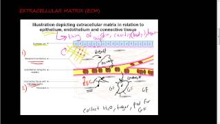 36 Extracellular matrix ECM 1 of 2  function of ECM and its components collagen [upl. by Adnoryt992]