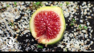 How to Grow Fig  Ficus  Step by Step [upl. by Yrad35]