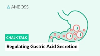 Regulating Gastric Acid Secretion Acetylcholine Gastrin and Histamine [upl. by Polik]