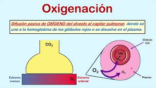 Formas para medir la oxigenación Parte 1 FiO2 PaO2 y SO2 [upl. by Swithbart]