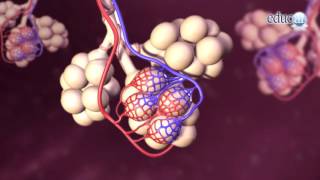 Biología El oxígeno y la respiración [upl. by Amalie]