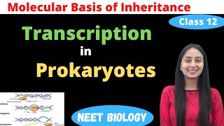 Transcription in Prokaryotes  Class 12 Genetics  NEET Biology [upl. by Ahsiena]