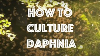 How To Culture Daphnia Magna [upl. by Annaiuq]