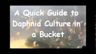 How to culture daphnia outside [upl. by Washko]