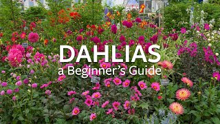 How to grow Dahlias  Grow at Home  Royal Horticultural Society [upl. by Nolad]