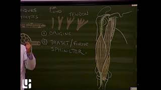 Anatomie générale 2  Anatomie générale des muscles myologie General anatomy of muscular system [upl. by Yenduhc]