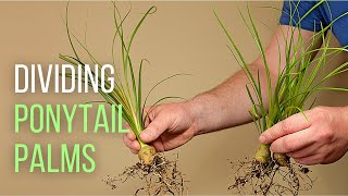 Splitting up Ponytail palm babies [upl. by Jala]