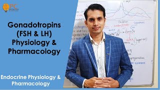 Endocrine Hormones part 7 Gonadotropins Hormones FSH amp LH Physiology amp Pharmacology [upl. by Gudrin]