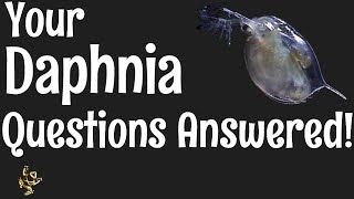 Daphnia Questions Answered [upl. by Anafetse]