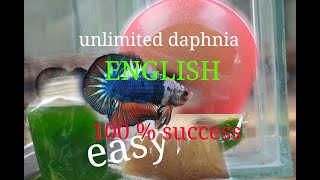 daphnia moina culture Easy way Unlimited production English  with sub Green water Chlorella [upl. by Vina631]