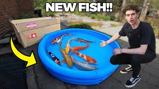 UNBOXING MY NEW PET KOI FISH for BACKYARD POND [upl. by Arick]