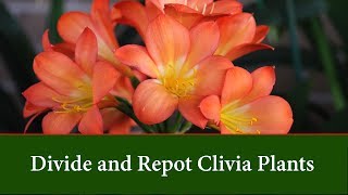 How to Divide and Repot Clivia Plants [upl. by Irvine]