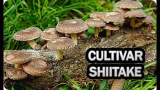 Como Cultivar Seta Shiitake En Casa  La Huertina De Toni [upl. by Luap138]