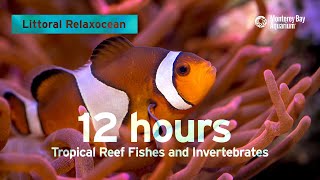 12 Hours Of Tropical Coral Reef Fishes At Monterey Bay Aquarium  Littoral Relaxocean [upl. by Vogeley]