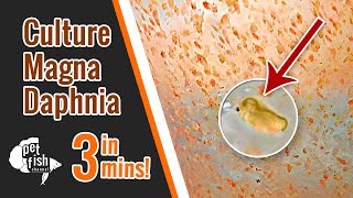 How to culture DAPHNIA MAGNA  The easy way [upl. by Janette]