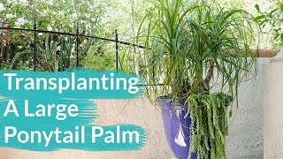 How To Transplant A Large Ponytail Palm  Joy Us Garden [upl. by Anaitit]