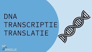 Van DNA naar eiwit transcriptie en translatie [upl. by Kohler356]