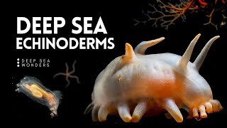 The Wonder of Deep Sea Echinoderms [upl. by Gram]