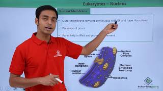 Class 11th  Eukaryotes – Nucleus  Cell The unit of Life  Tutorials Point [upl. by Irbua335]