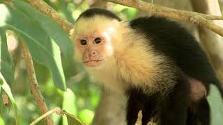 Curious Capuchin Monkeys in Costa Rica [upl. by Zoes]