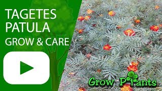 Tagetes patula  grow and care [upl. by Eradis]