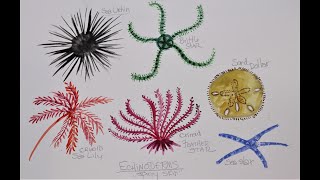 How to Paint an Echinoderm [upl. by Ymmaj441]