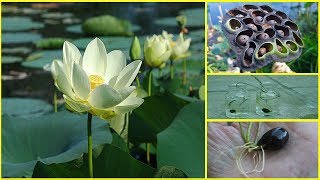 How to Grow Lotus Plant at Home  FAST N EASY METHOD [upl. by Jotham]