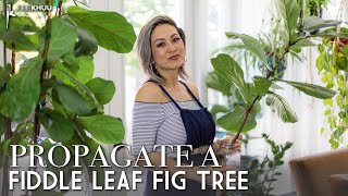 How to Propagate a Fiddle Leaf Fig Tree Ficus Lyrata A Complete Beginners Guide [upl. by Ursal]