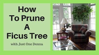 Prune Your Indoor Ficus Tree for Longterm Health and Growth [upl. by Artined673]