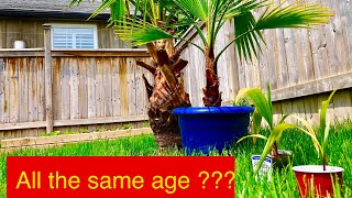 How to make palm trees grow faster [upl. by Fulvia]