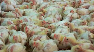 Chicken meat production BBC Countryfile [upl. by Ahsenod]