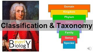 Classification and Taxonomy [upl. by Valaree530]