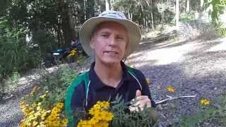 How to grow Mexican Bush Marigold Tagetes lemmonii [upl. by Gnas]