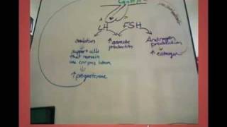 LH and FSH effects in the female [upl. by Gally878]