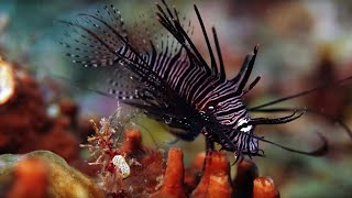 The Coral Reef 10 Hours of Relaxing Oceanscapes  BBC Earth [upl. by Nairrad]